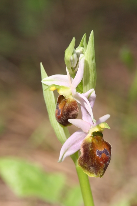 ophrys dalla maremma
